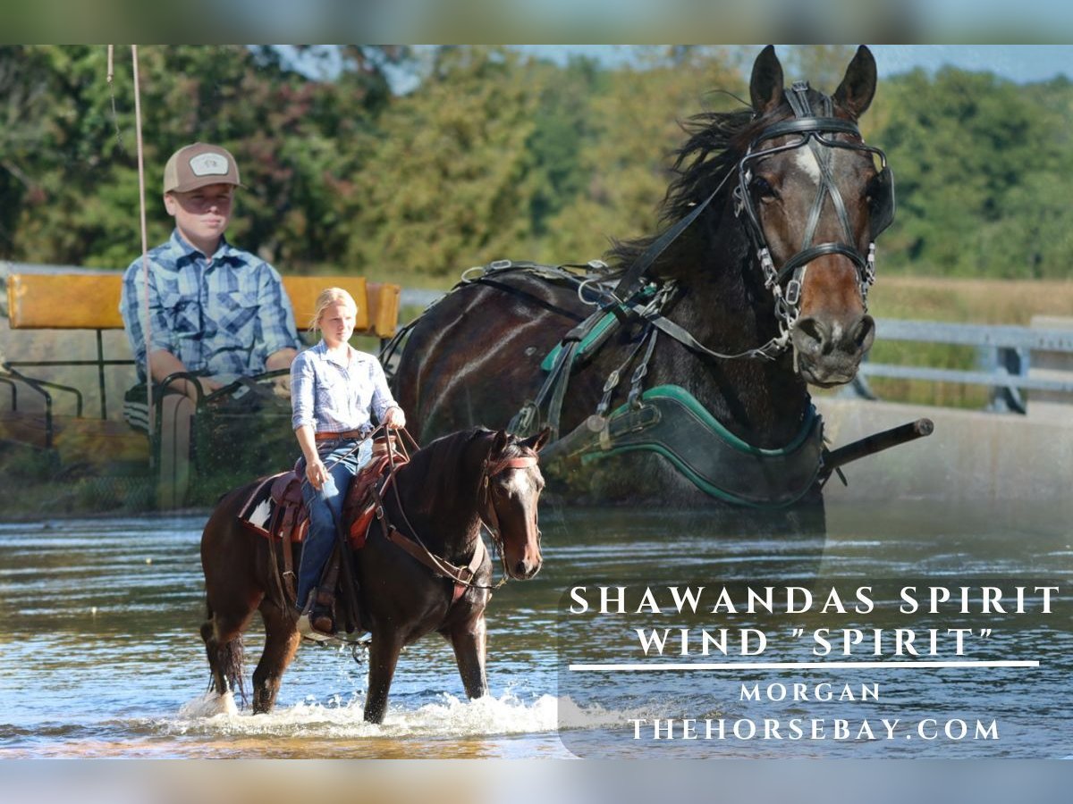 American Morgan Horse Wałach 5 lat 150 cm Gniada in Hesperia, MI