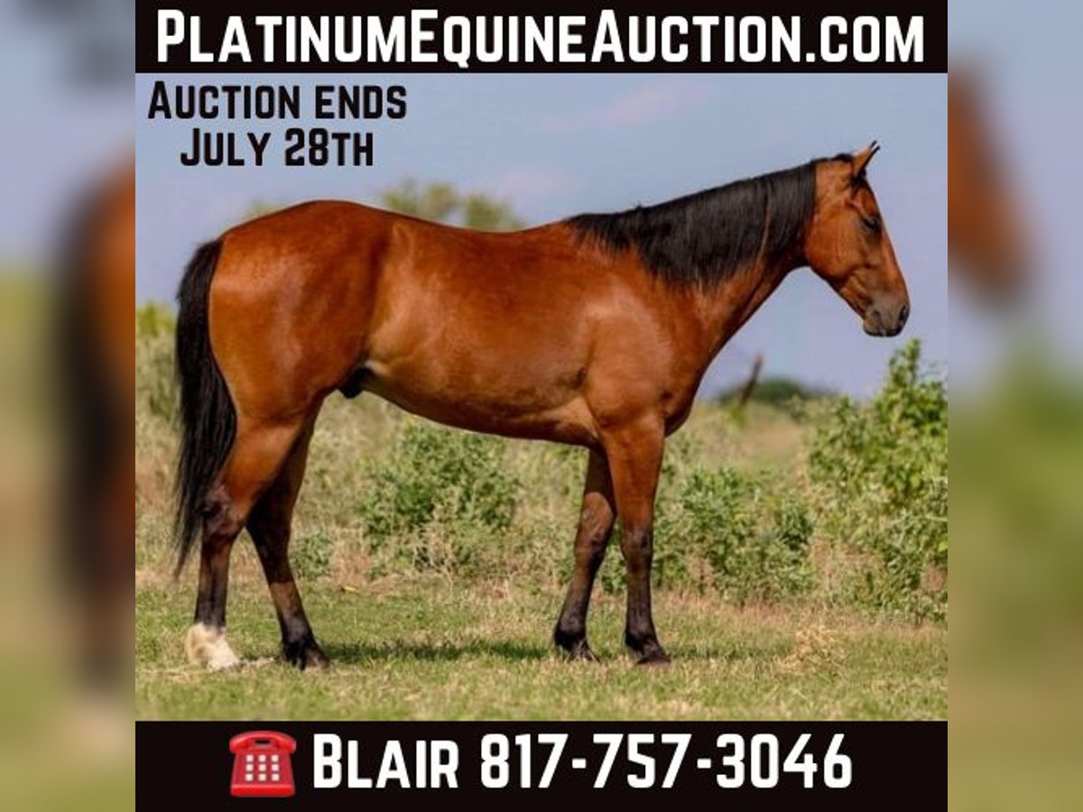 American Morgan Horse Wałach 5 lat 152 cm Gniada in Weatherford Tx