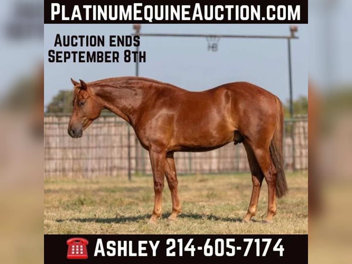 American Morgan Horse Wałach 5 lat Ciemnokasztanowata in Weatherford TX