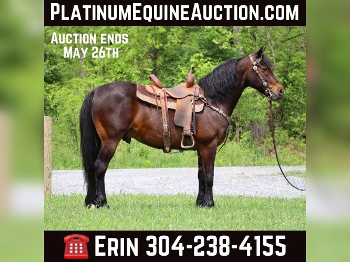 American Morgan Horse Wallach 10 Jahre 150 cm Rotbrauner in Flemingsburg KY