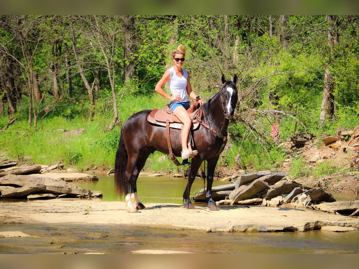 American Morgan Horse Wallach 13 Jahre 150 cm Rappe in Hillsboro KY