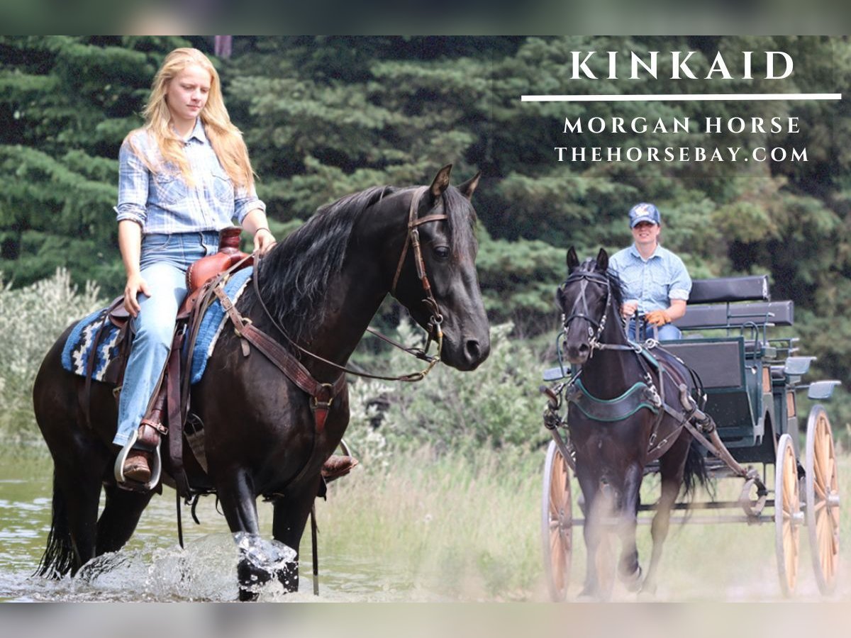 American Morgan Horse Wallach 4 Jahre 152 cm Rappe in Hesperia, MI
