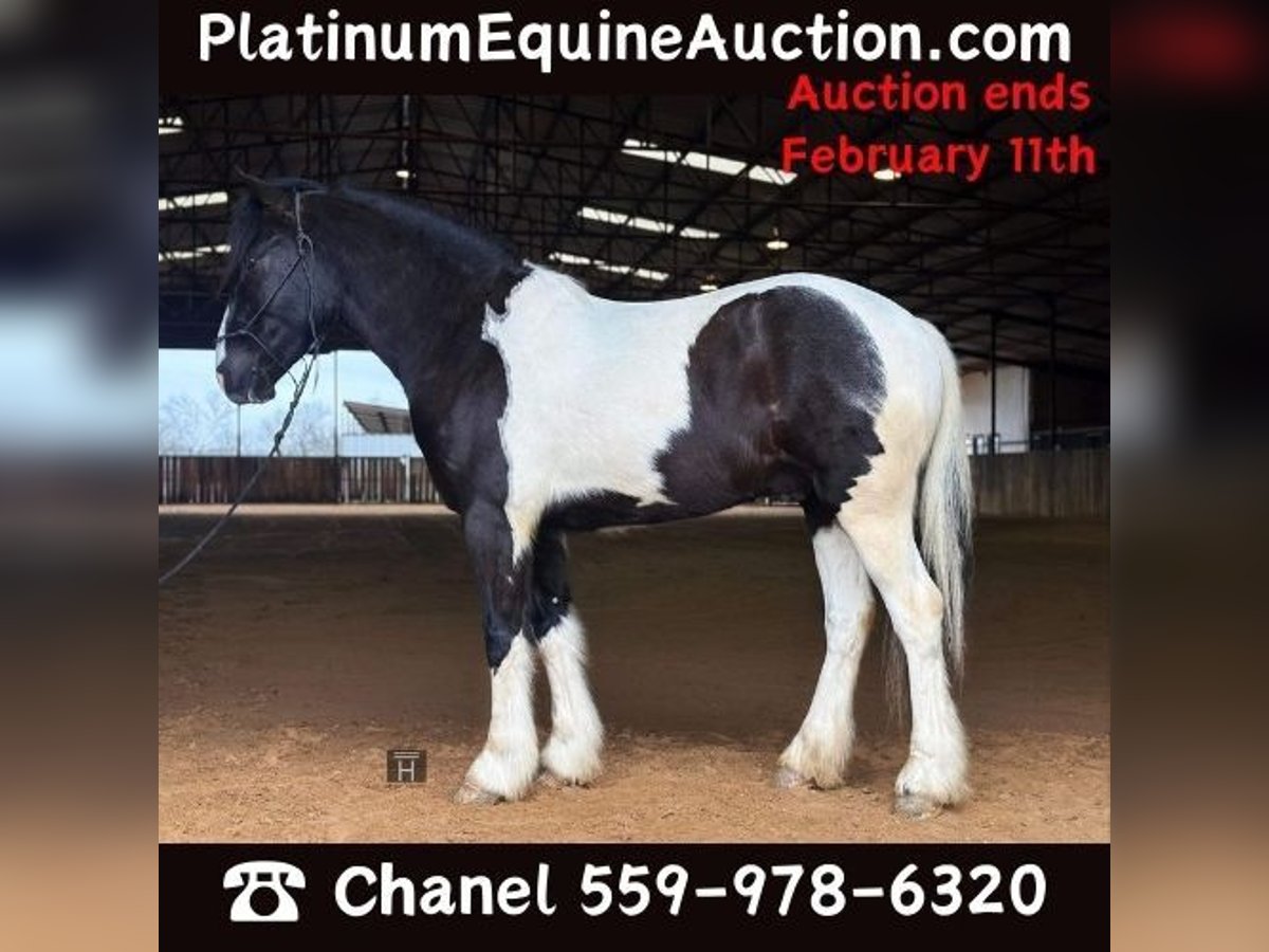 American Morgan Horse Wallach 5 Jahre 145 cm Tobiano-alle-Farben in Jacksboro TX