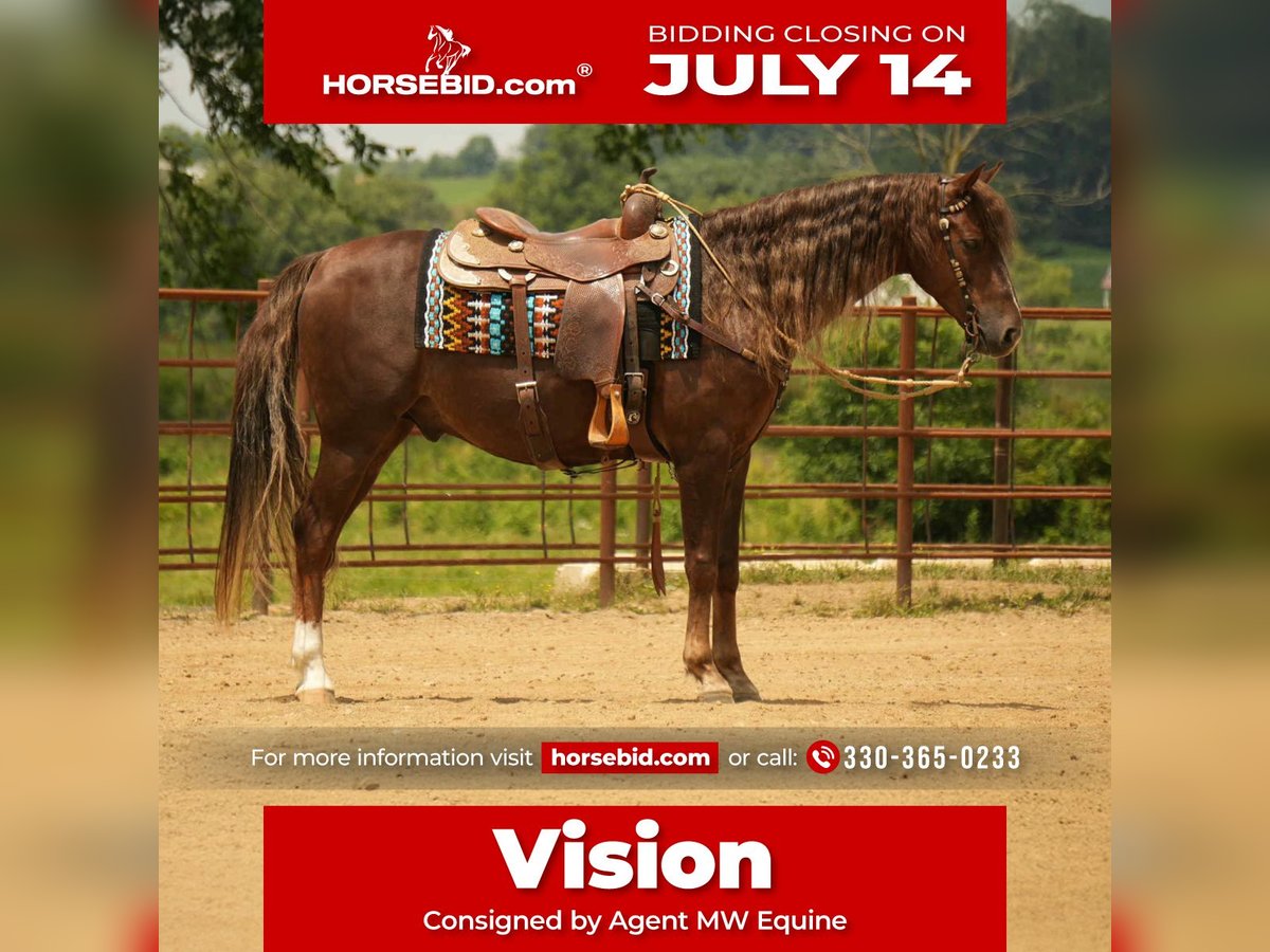 American Morgan Horse Wallach 5 Jahre 152 cm Dunkelfuchs in Fresno, OH