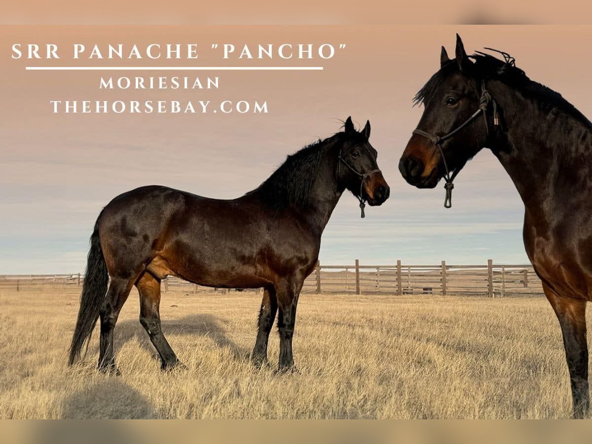 American Morgan Horse Mix Wallach 5 Jahre 155 cm Rotbrauner in Piedmont, SD