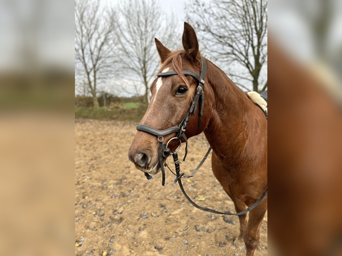 American Morgan Horse Wallach 8 Jahre 153 cm Fuchs in Karby