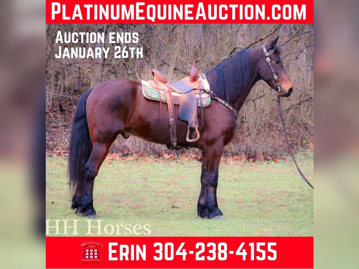 American Morgan Horse Wallach 9 Jahre 160 cm Rotbrauner in FLEMINGSBURG, KY