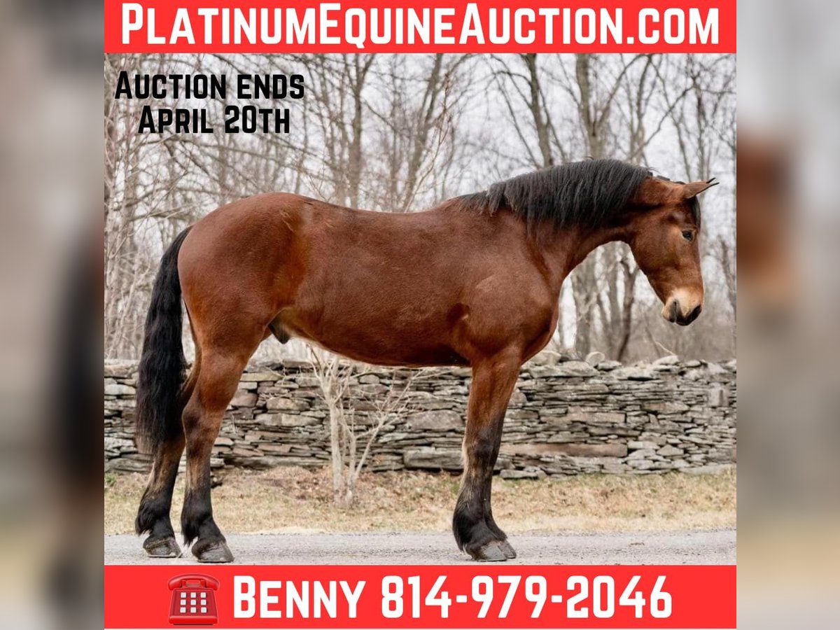 American Morgen Horse Caballo castrado 3 años 163 cm Castaño rojizo in Everett PA