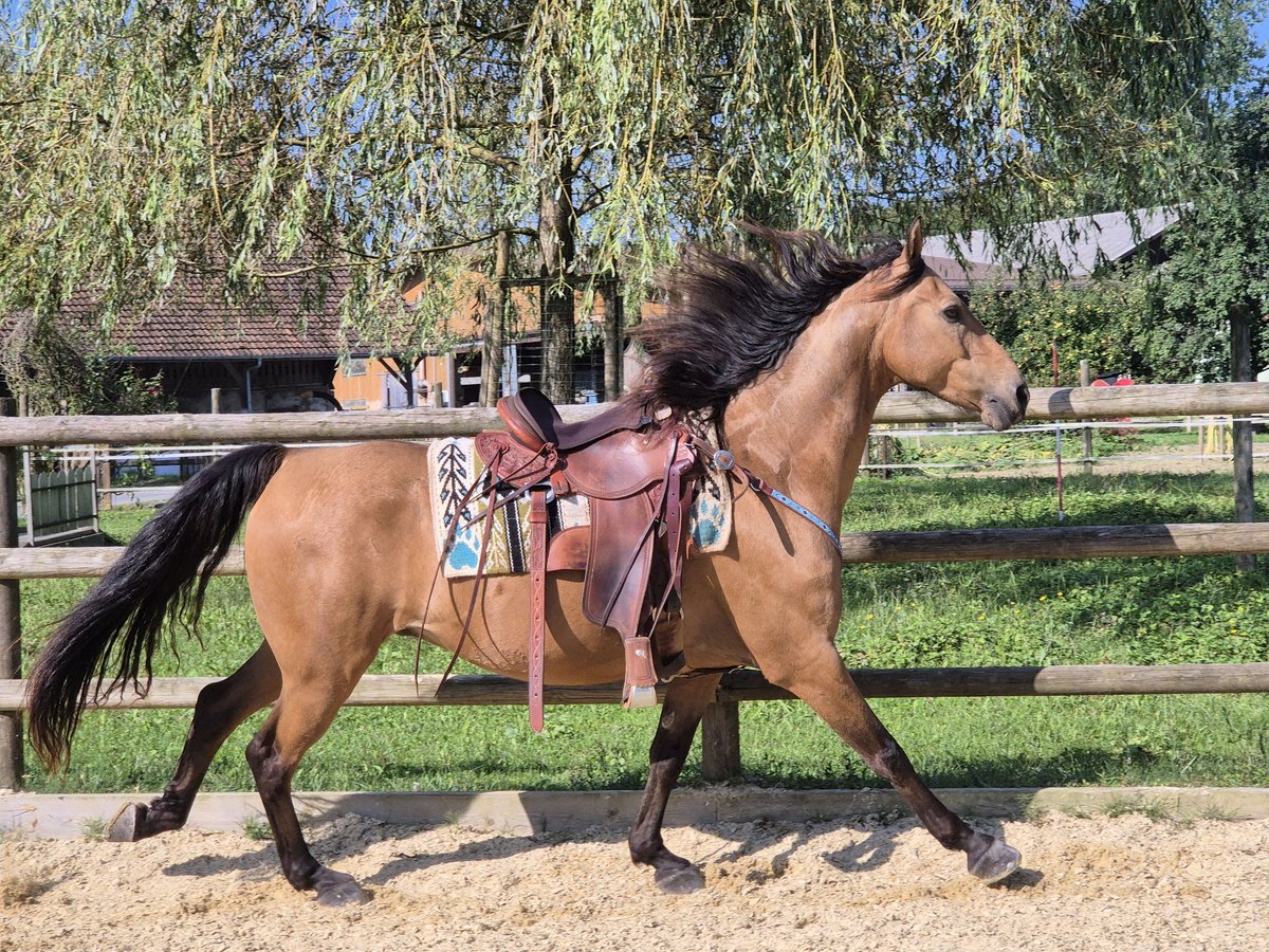 American Morgen Horse Caballo castrado 7 años 150 cm Buckskin/Bayo in Ebikon