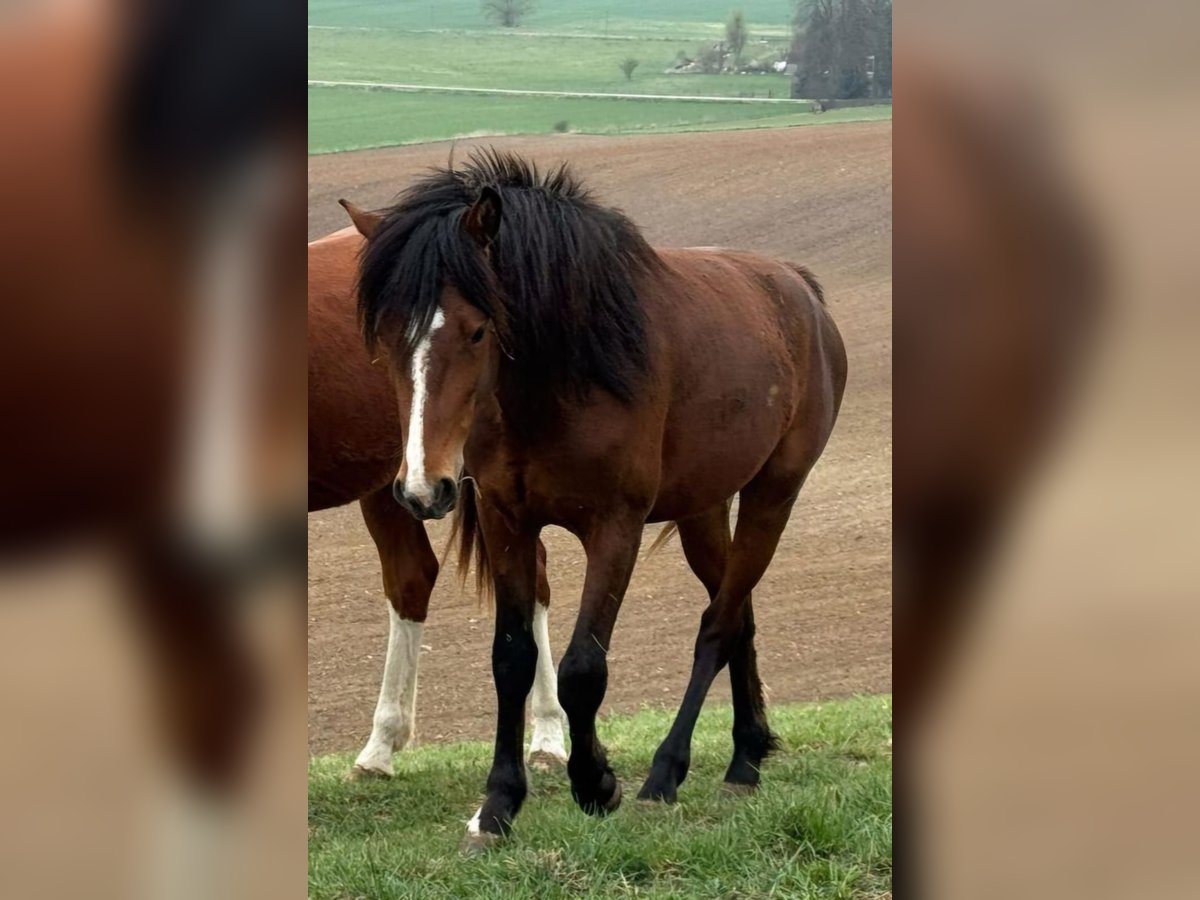 American Morgen Horse Hengst 2 Jaar 156 cm Bruin in Milda