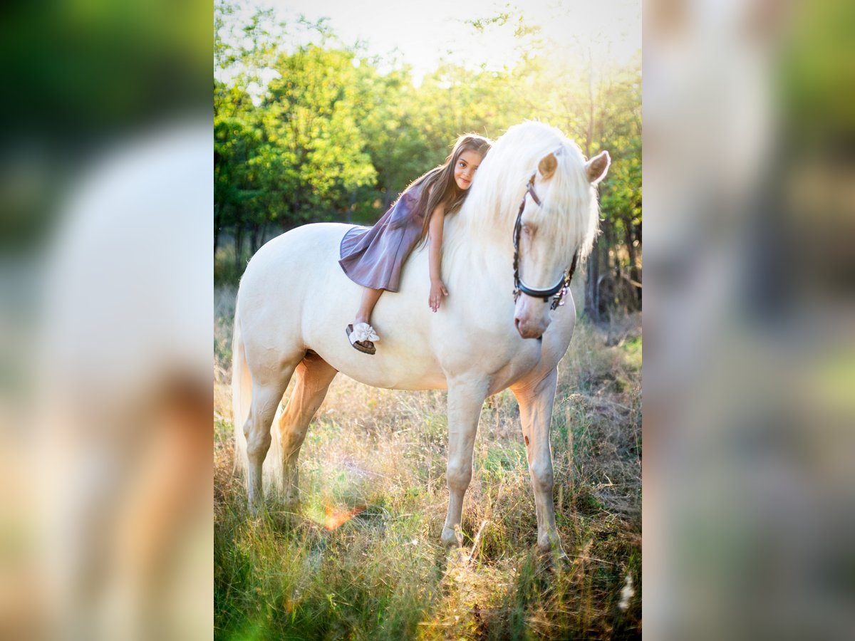 American Morgen Horse Hengst 5 Jaar 159 cm Cremello in F&#xF3;t
