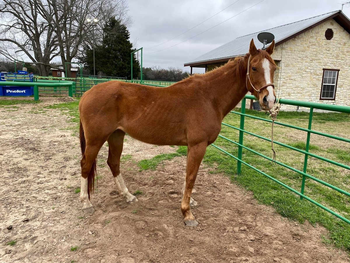 American Morgen Horse Jument 12 Ans 60 cm Bai in AustinHouston