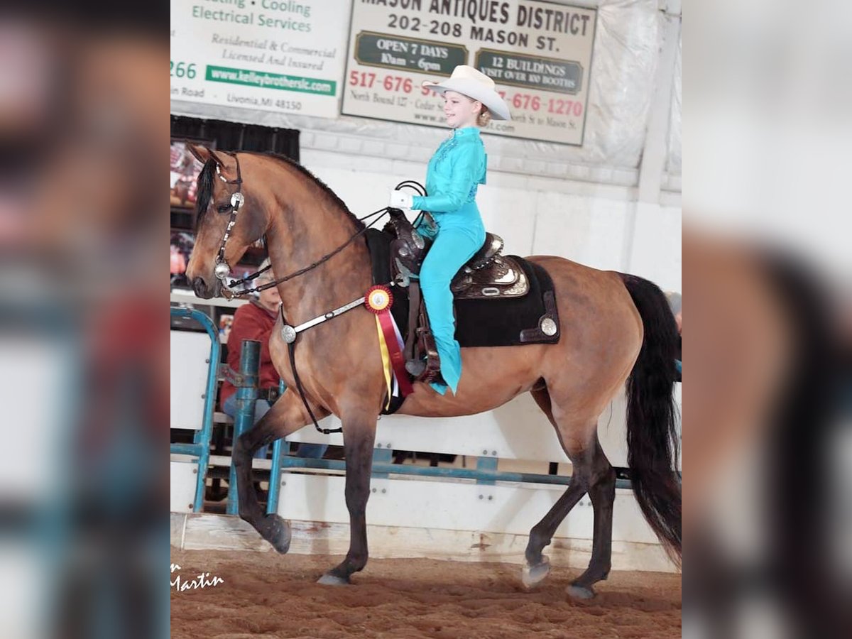 American Morgen Horse Jument 20 Ans 152 cm Buckskin in Toledo