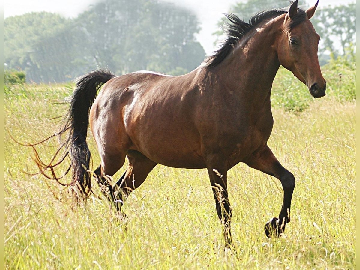 American Morgen Horse Jument 4 Ans 157 cm Bai in Volsemenhusen