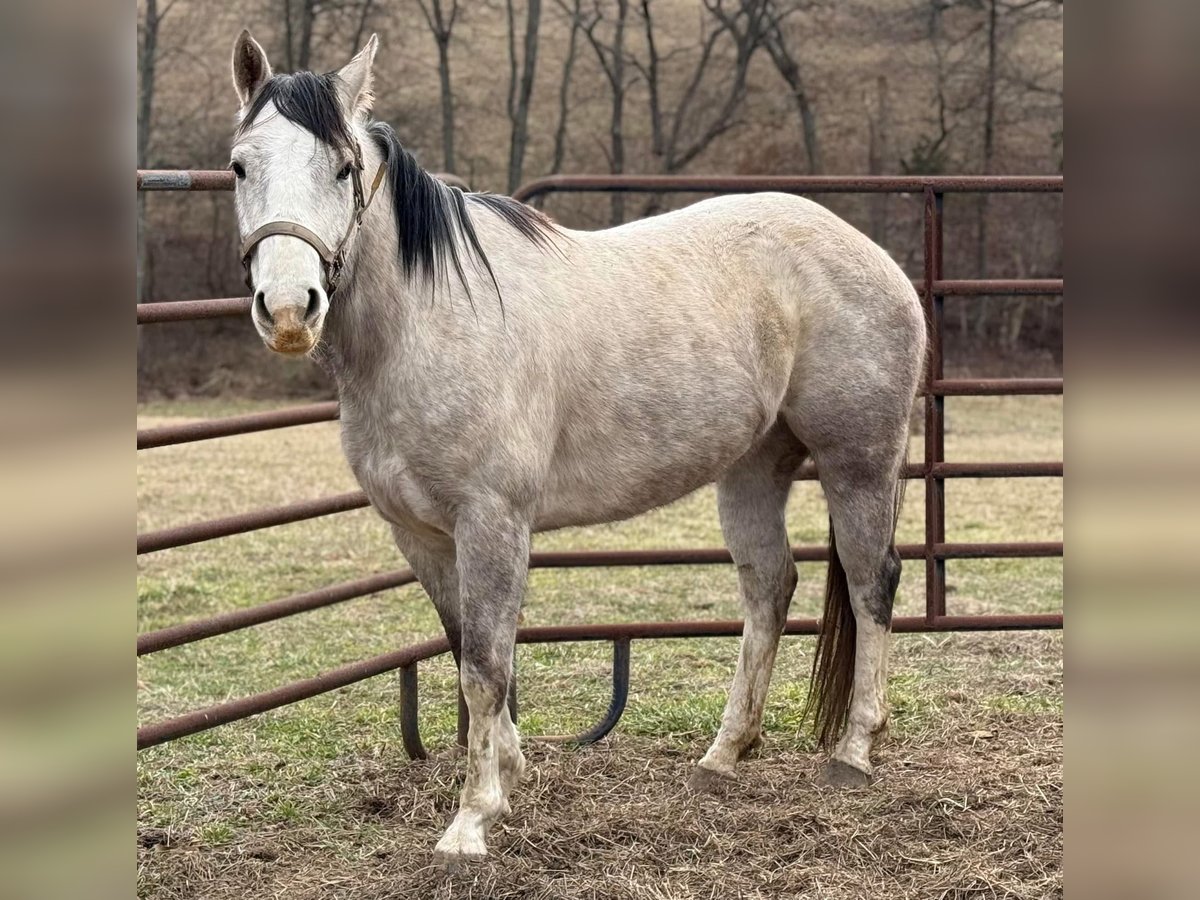 American Morgen Horse Merrie 3 Jaar 60 cm Wit in Austin