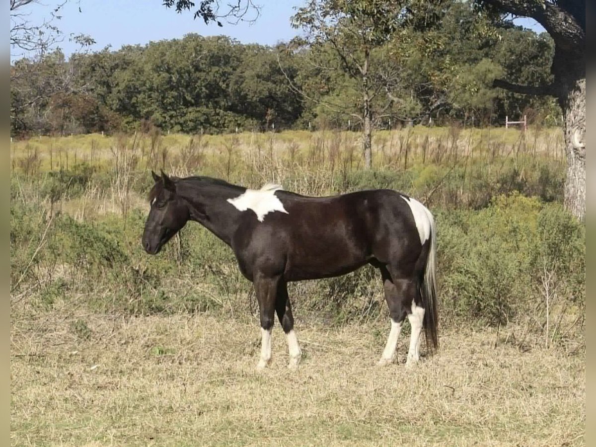 American Morgen Horse Ruin 3 Jaar 142 cm Lichtbruin in Poolville