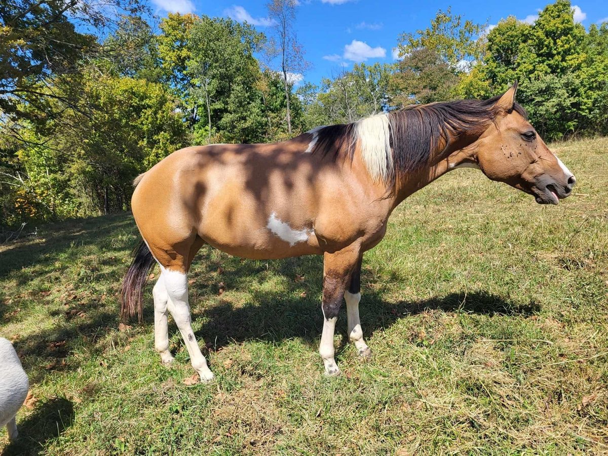 American Morgen Horse Yegua 10 años 60 cm Castaño claro in Austin