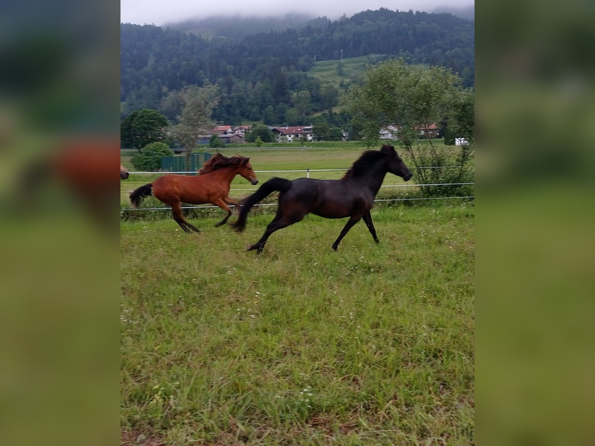 American Morgen Horse Yegua 1 año 150 cm Castaño rojizo in Oberstaufen