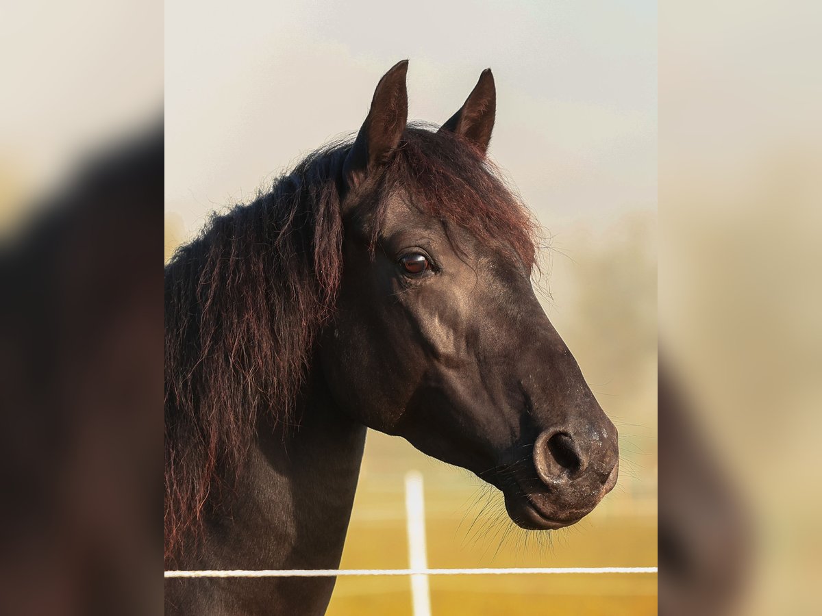 American Morgen Horse Yegua 6 años 145 cm Negro in Oberstaufen