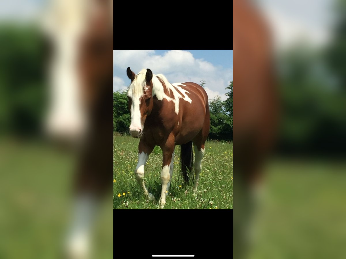 American Paint Horse Caballo castrado 13 años 150 cm Tovero-todas las-capas in Simmerath