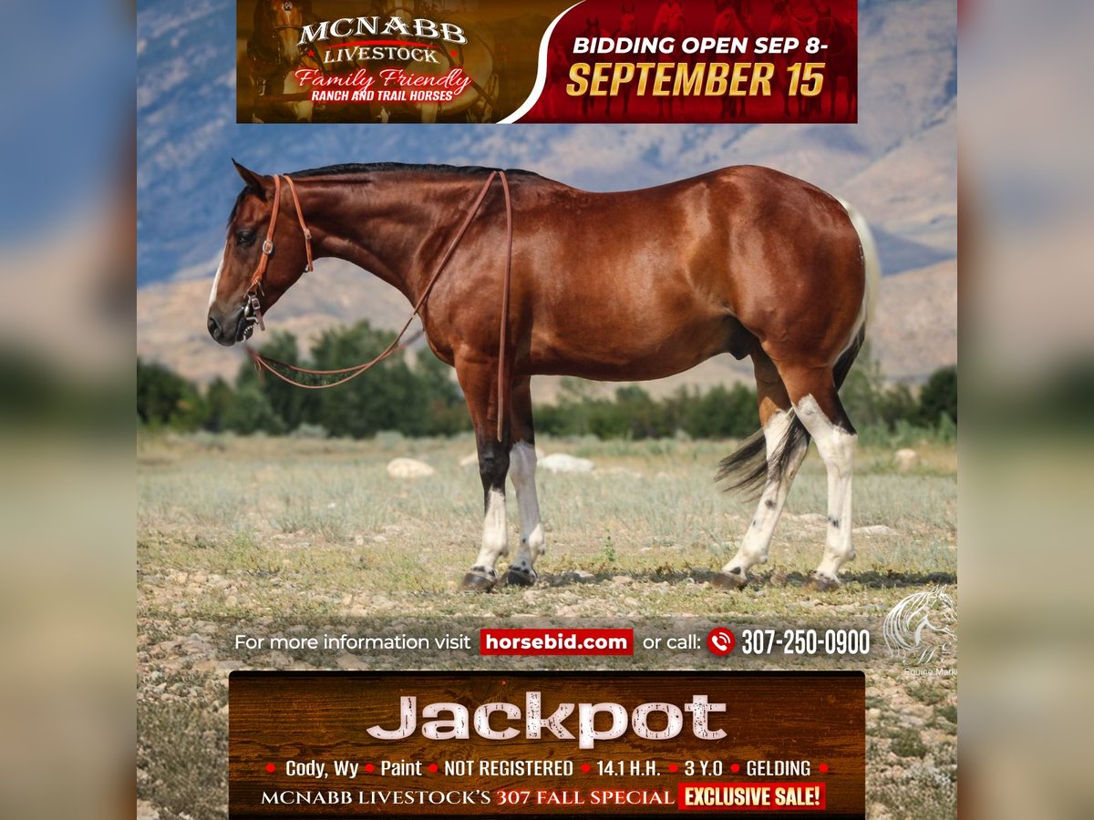 American Paint Horse Caballo castrado 3 años 145 cm Castaño rojizo in Cody