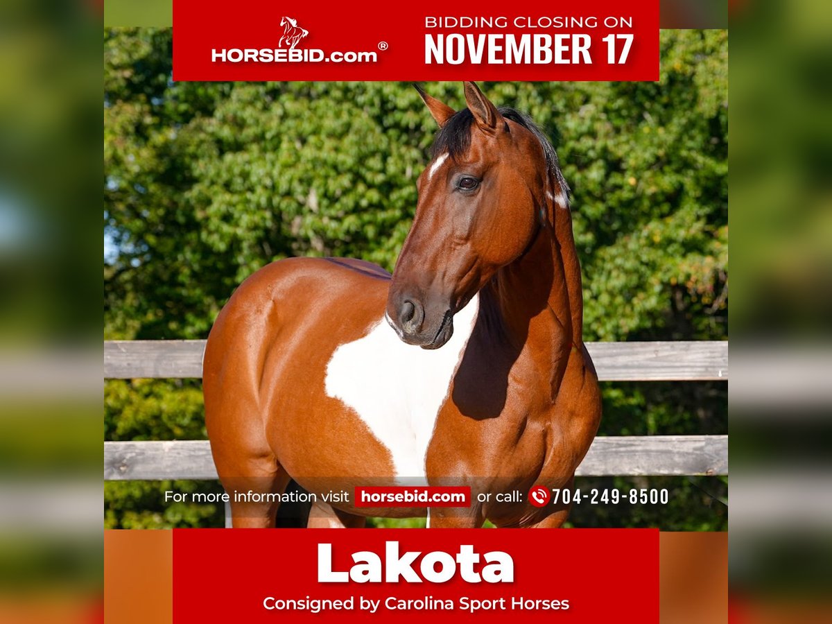 American Paint Horse Mestizo Caballo castrado 5 años 157 cm Pío in Clover