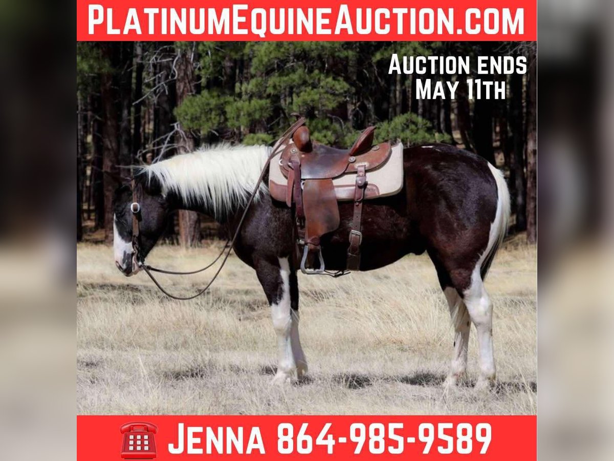 American Paint Horse Caballo castrado 5 años Tobiano-todas las-capas in Cottonwood AZ