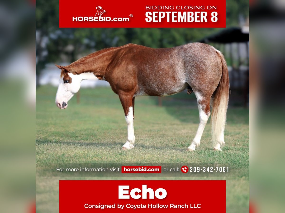 American Paint Horse Caballo castrado 6 años 145 cm Tobiano-todas las-capas in Mount Vernon, TX