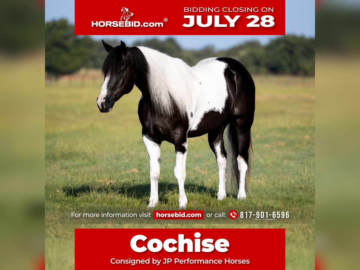 American Paint Horse Caballo castrado 6 años 147 cm Pío in Weatherford