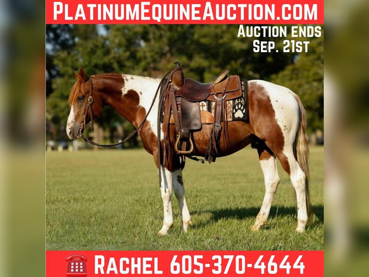 American Paint Horse Caballo castrado 6 años 150 cm Tobiano-todas las-capas in Rusk TX