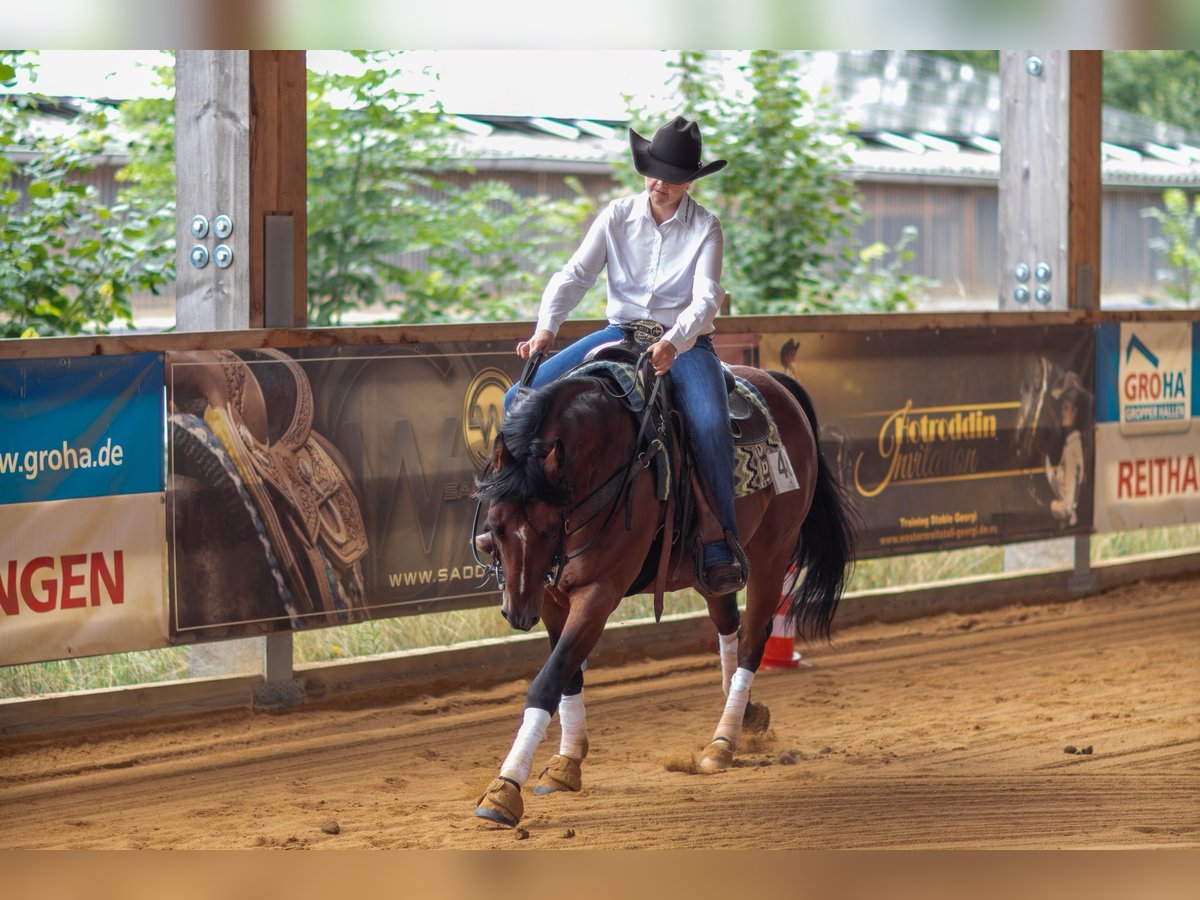 American Paint Horse Caballo castrado 6 años 152 cm Castaño in Dermbach