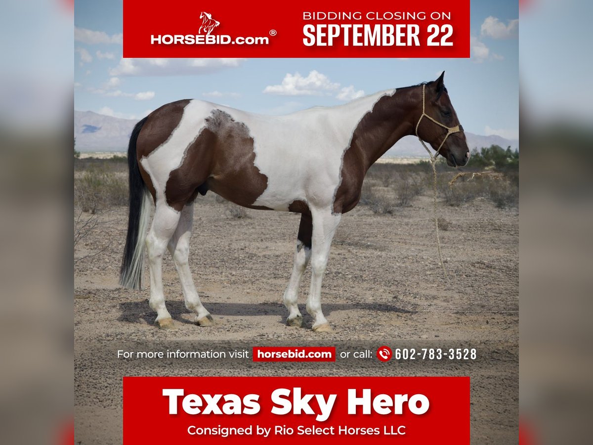 American Paint Horse Caballo castrado 6 años 160 cm Pío in Tonopah