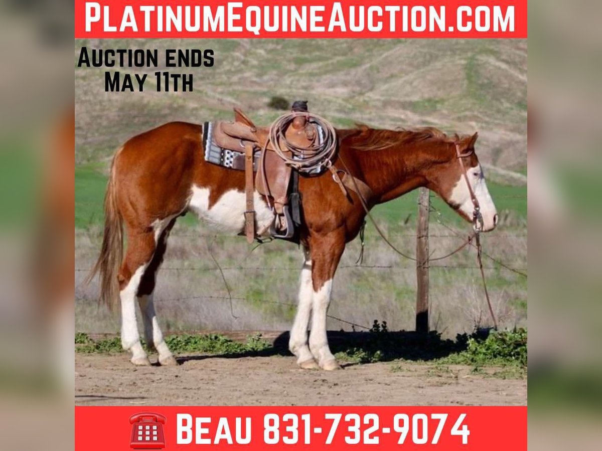 American Paint Horse Caballo castrado 7 años 155 cm Overo-todas las-capas in King City CA
