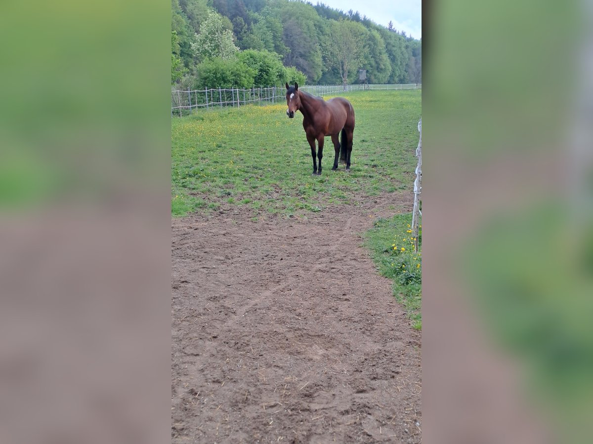 American Paint Horse Caballo castrado 7 años 160 cm Castaño in Hawangen