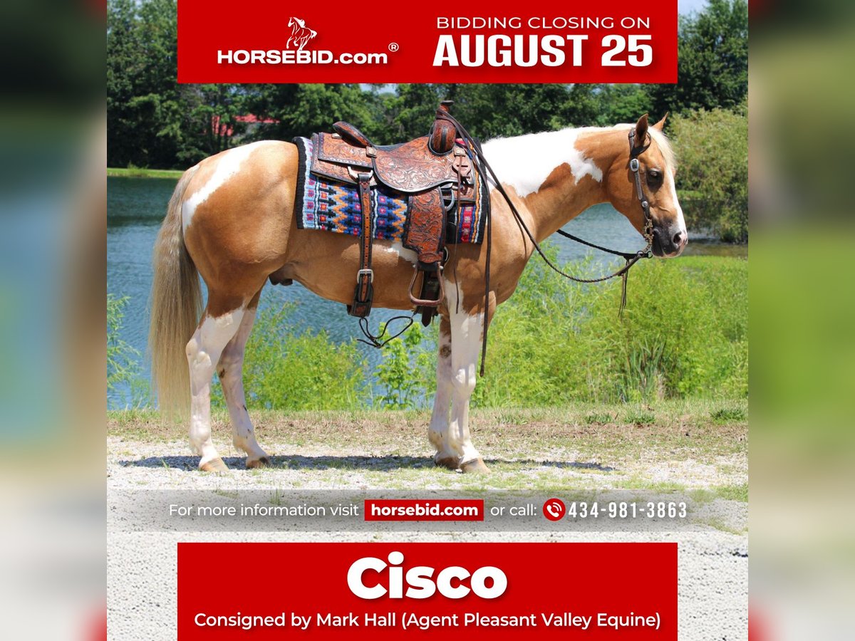 American Paint Horse Caballo castrado 8 años 150 cm Tobiano-todas las-capas in Robards