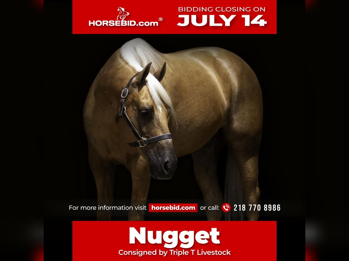 American Paint Horse Caballo castrado 8 años 152 cm Palomino in Nevis, MN