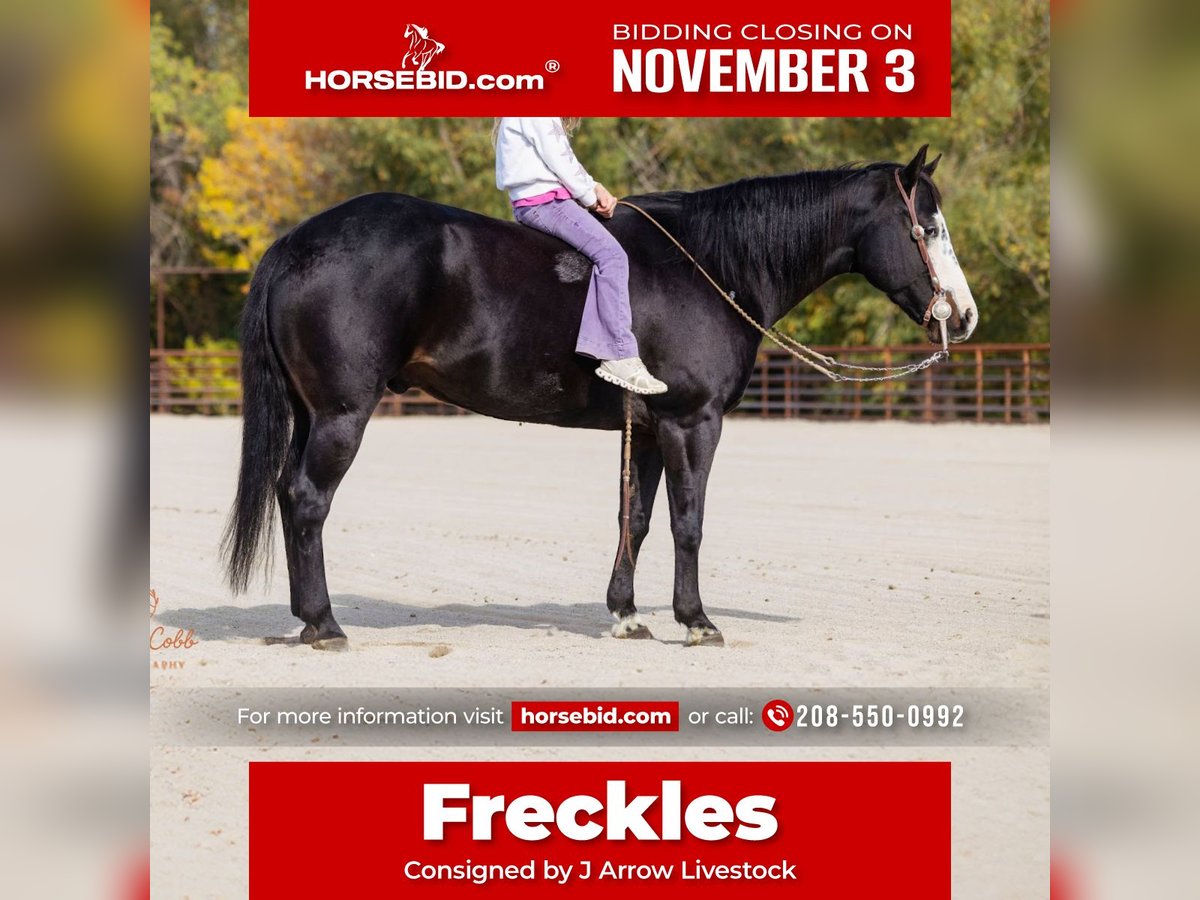 American Paint Horse Castrone 13 Anni 145 cm Morello in Caldwell