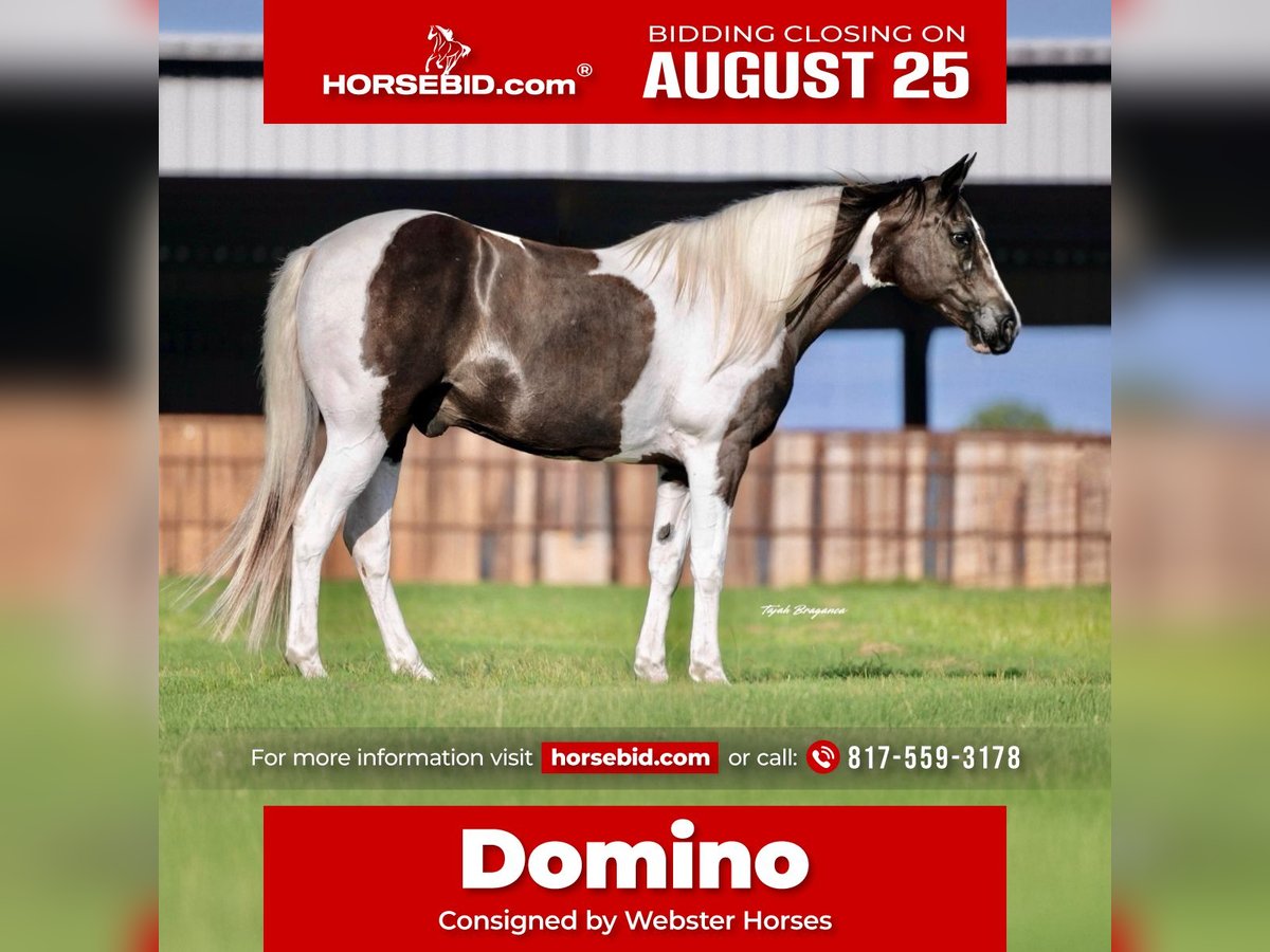 American Paint Horse Castrone 13 Anni 147 cm Pezzato in Springtown