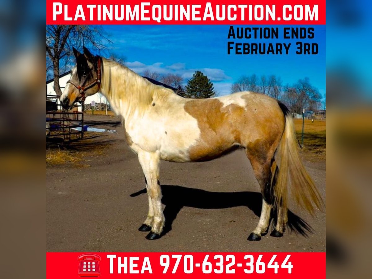 American Paint Horse Castrone 13 Anni 152 cm Tobiano-tutti i colori in Fort Collins CO