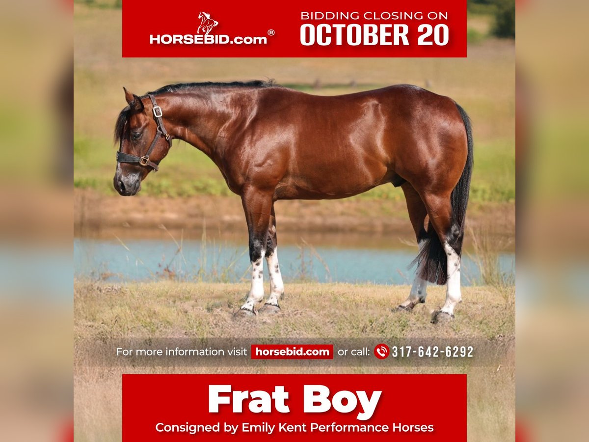 American Paint Horse Castrone 3 Anni 145 cm Tobiano-tutti i colori in Jacksboro, TX