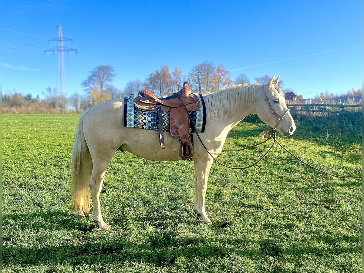 American Paint Horse Mix Castrone 3 Anni 153 cm Palomino in Ulrichstein