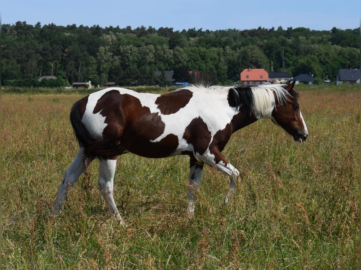 American Paint Horse Castrone 3 Anni 153 cm Tobiano-tutti i colori in Neustadt Dosse