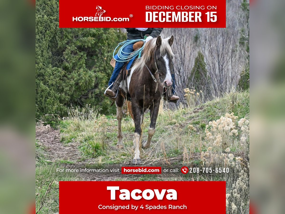 American Paint Horse Castrone 4 Anni 147 cm Pezzato in Rigby