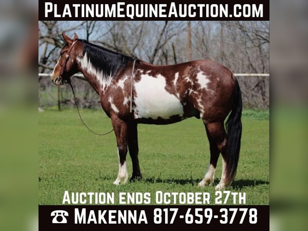 American Paint Horse Castrone 8 Anni 147 cm Overo-tutti i colori in Stephenville TX