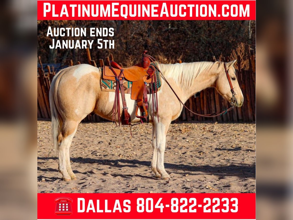 American Paint Horse Castrone 8 Anni 152 cm Palomino in Camp Verde AZ
