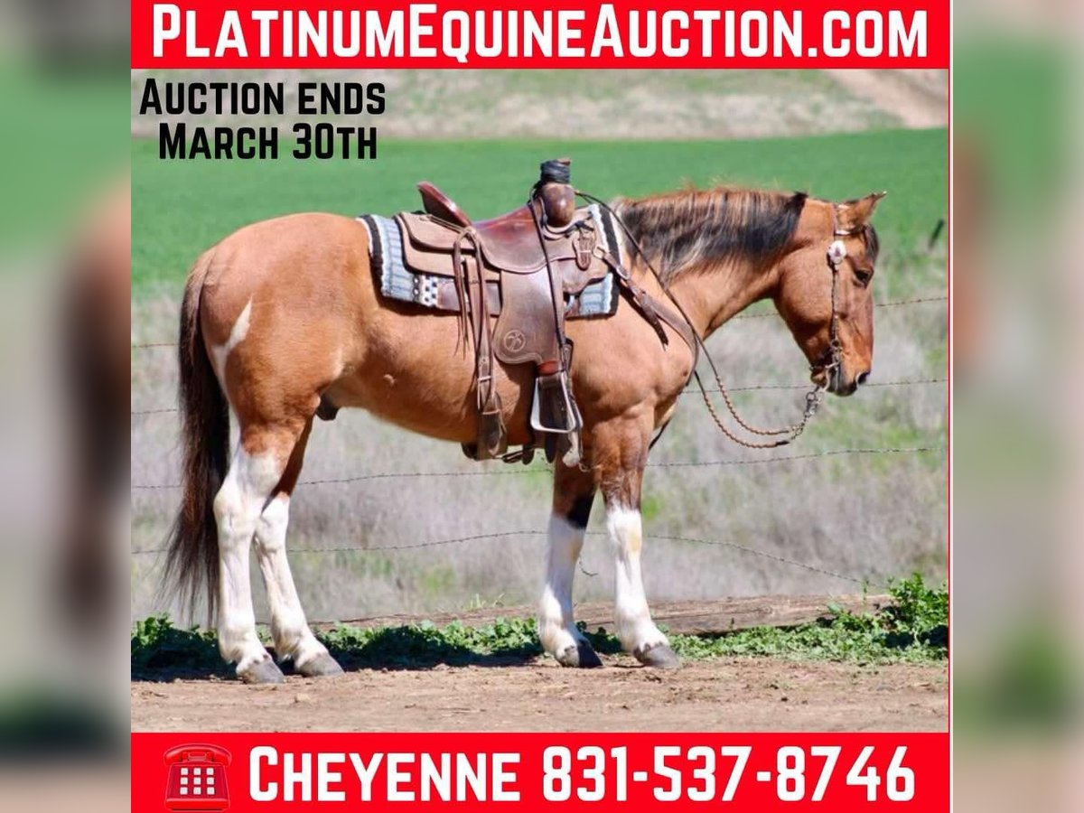 American Paint Horse Castrone 9 Anni 147 cm Tobiano-tutti i colori in Bitterwater CA