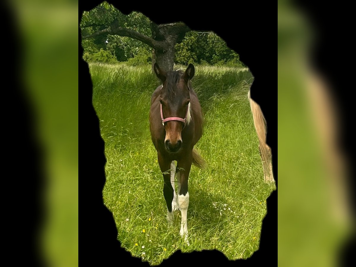 American Paint Horse Étalon 1 Année 150 cm Tobiano-toutes couleurs in Mellingen