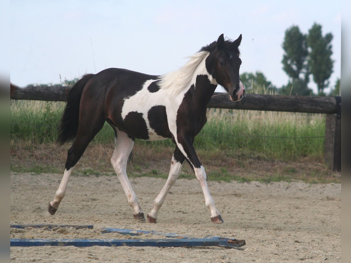 American Paint Horse Étalon 1 Année 152 cm Noir in D&#xFC;sseldorf