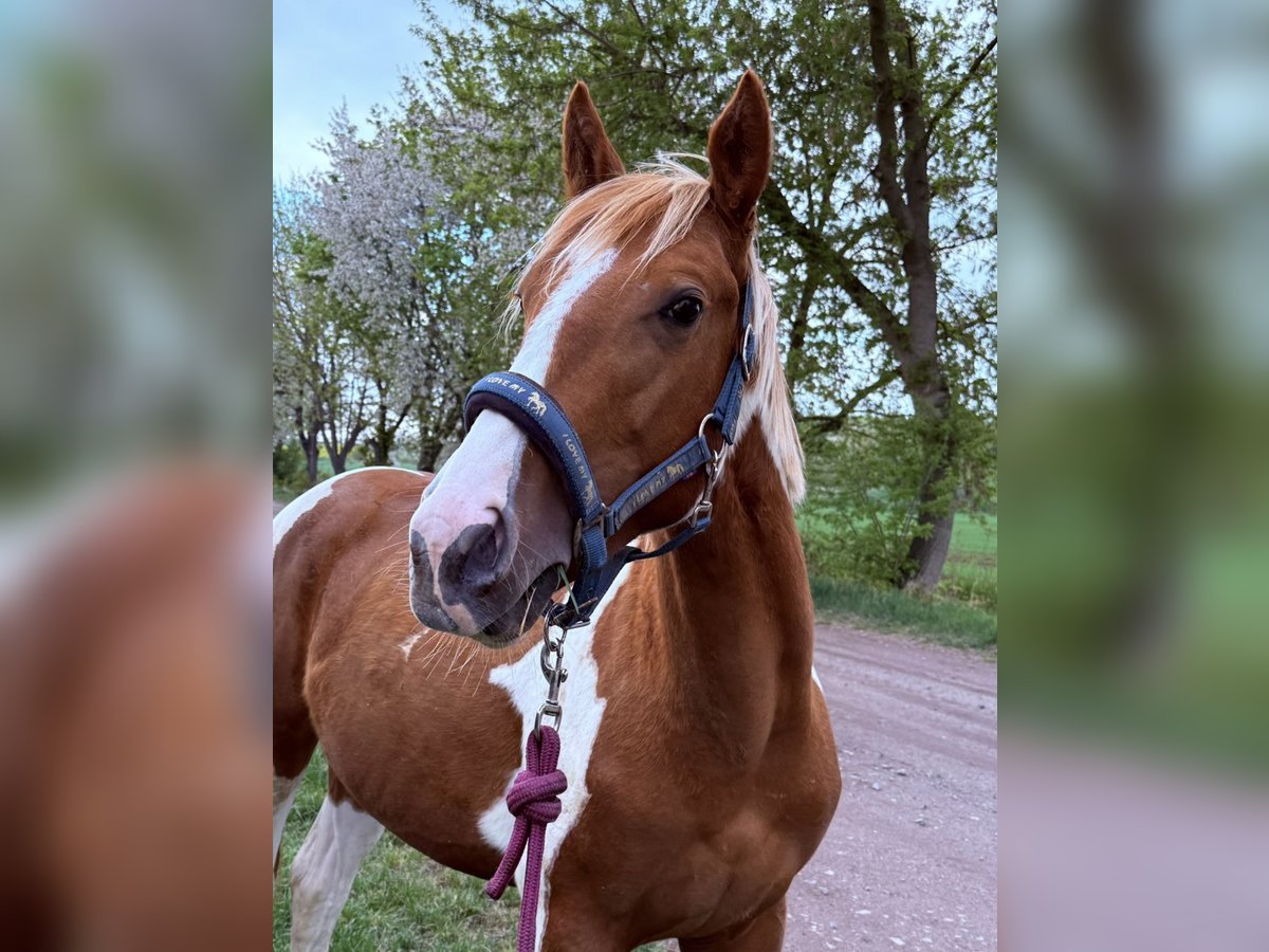 American Paint Horse Étalon 2 Ans 150 cm Tobiano-toutes couleurs in Rottleben