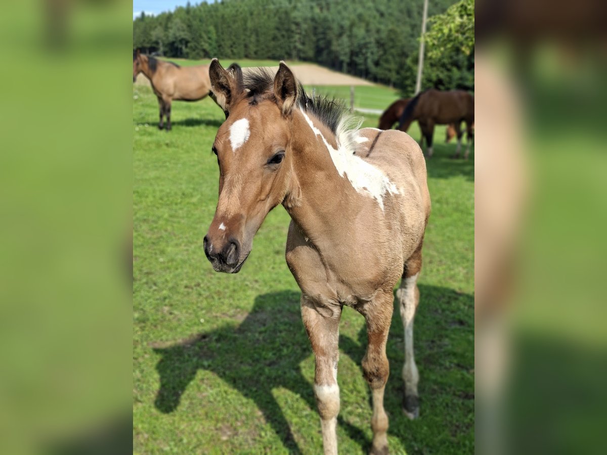 American Paint Horse Étalon Poulain (05/2025) 158 cm Isabelle in March